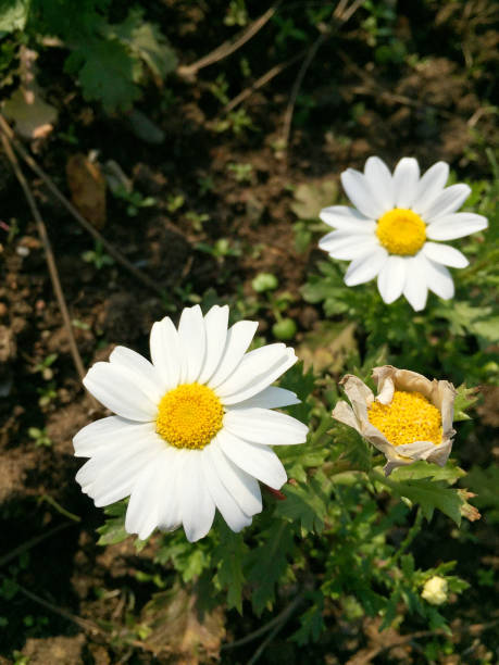 125 CREEPING DAISY SEEDS | 2026 SALE FREE SHIPPING NON GMO HEIRLOOM
