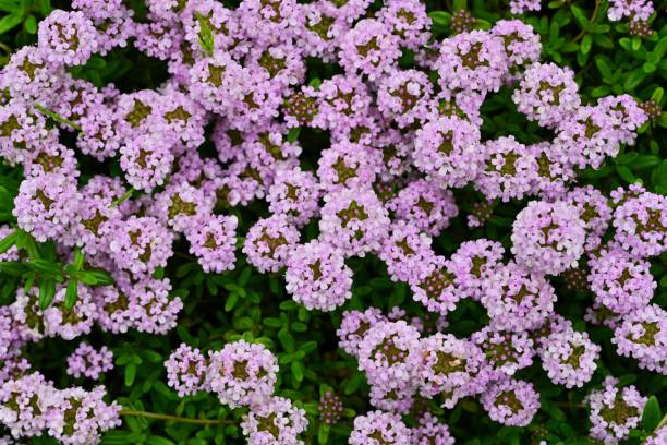 500 CREEPING THYME SEEDS | SALE FREE SHIPPING NON GMO HEIRLOOM