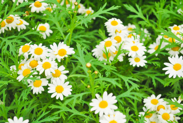 125 CREEPING DAISY SEEDS | 2026 SALE FREE SHIPPING NON GMO HEIRLOOM