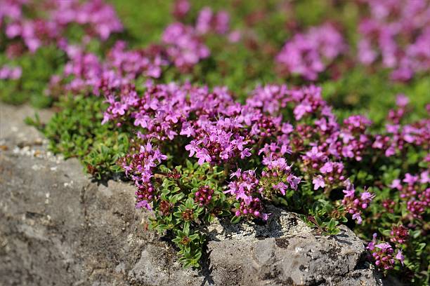 500 CREEPING THYME SEEDS | SALE FREE SHIPPING NON GMO HEIRLOOM