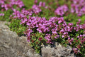 500 CREEPING THYME SEEDS | SALE FREE SHIPPING NON GMO HEIRLOOM
