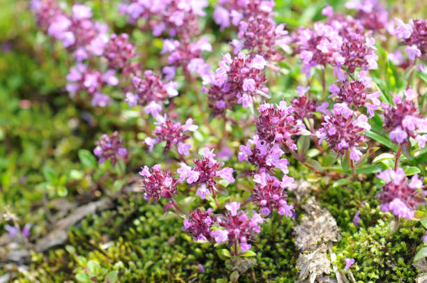 500 CREEPING THYME SEEDS | SALE FREE SHIPPING NON GMO HEIRLOOM
