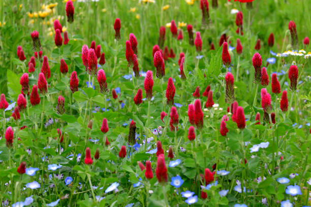 300 CRIMSON CLOVER SEEDS | 2026 SALE FREE SHIPPING NON GMO HEIRLOOM