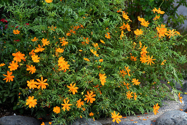 200 DWARF SULPHUR COSMOS: NON GMO FREE SHIPPING