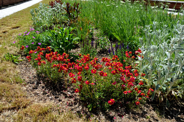 1000 DWARF RED PLAINS COREOPSIS SEEDS | 2026 SALE FREE SHIPPING NON GMO HEIRLOOM
