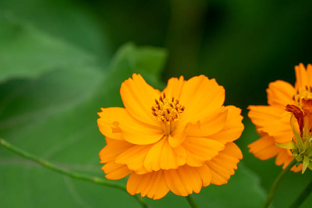 200 DWARF SULPHUR COSMOS: NON GMO FREE SHIPPING