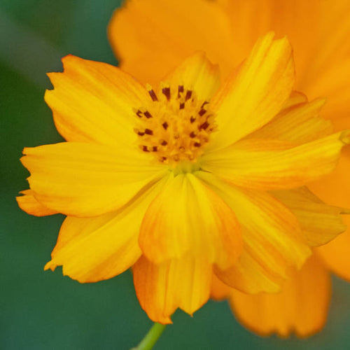 200 DWARF SULPHUR COSMOS: NON GMO FREE SHIPPING