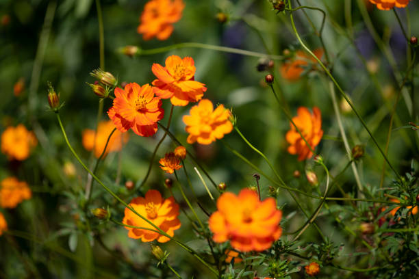 200 DWARF SULPHUR COSMOS: NON GMO FREE SHIPPING
