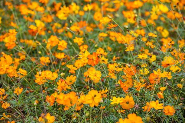 200 DWARF SULPHUR COSMOS: NON GMO FREE SHIPPING