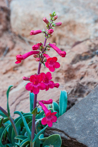 200 EATON'S PENSTEMON SEEDS | 2026 SALE FREE SHIPPING NON GMO HEIRLOOM