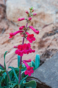 200 EATON'S PENSTEMON SEEDS | 2026 SALE FREE SHIPPING NON GMO HEIRLOOM