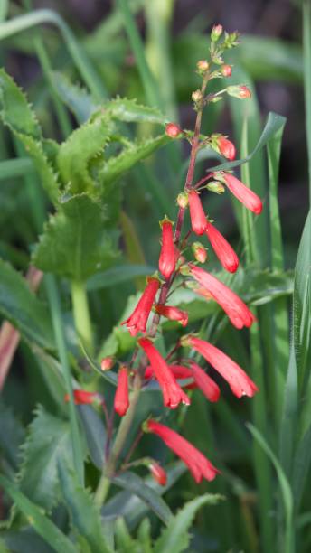 200 EATON'S PENSTEMON SEEDS | 2026 SALE FREE SHIPPING NON GMO HEIRLOOM