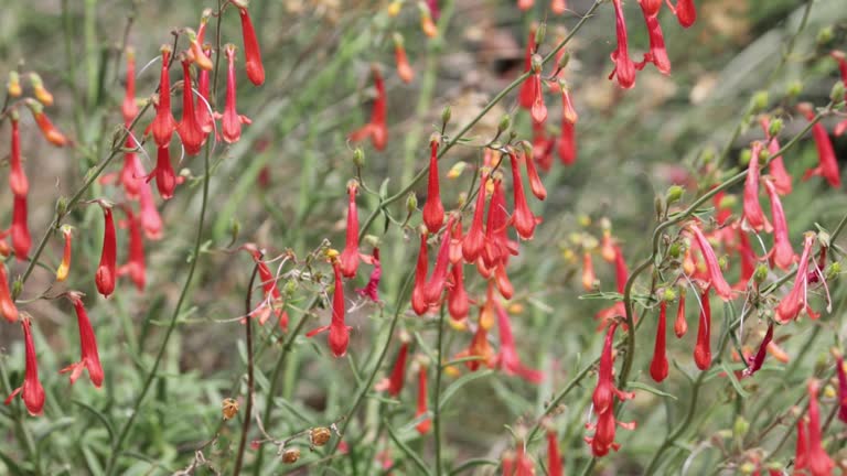 200 EATON'S PENSTEMON SEEDS | 2026 SALE FREE SHIPPING NON GMO HEIRLOOM