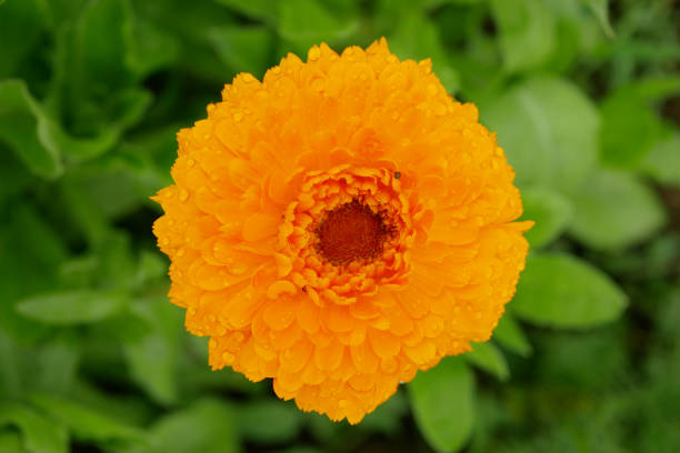 50 ENGLISH MARIGOLD SEEDS | SALE FREE SHIPPING NON GMO HEIRLOOM