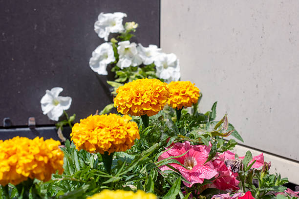 50 ENGLISH MARIGOLD SEEDS | SALE FREE SHIPPING NON GMO HEIRLOOM
