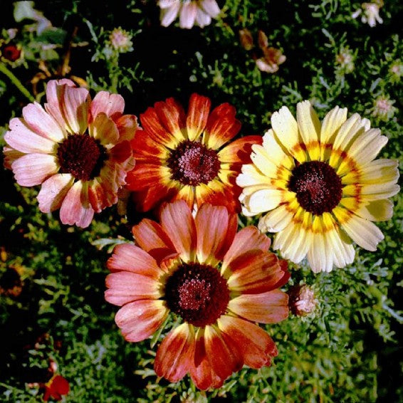 300 PAINTED DAISY SEEDS | SALE FREE SHIPPING NON GMO HEIRLOOM
