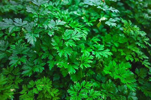 500 FOREST GREEN PARSLEY SEEDS | 2026 SALE FREE SHIPPING NON GMO HEIRLOOM