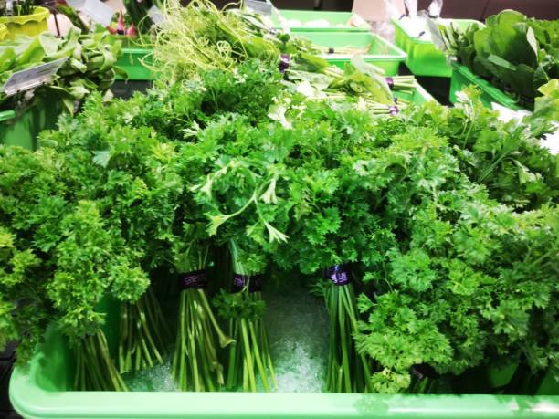 500 FOREST GREEN PARSLEY SEEDS | 2026 SALE FREE SHIPPING NON GMO HEIRLOOM
