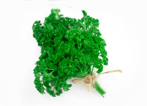 500 FOREST GREEN PARSLEY SEEDS | 2026 SALE FREE SHIPPING NON GMO HEIRLOOM