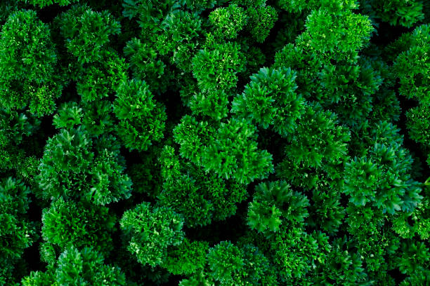 500 FOREST GREEN PARSLEY SEEDS | 2026 SALE FREE SHIPPING NON GMO HEIRLOOM