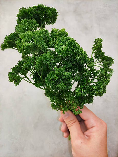 500 FOREST GREEN PARSLEY SEEDS | 2026 SALE FREE SHIPPING NON GMO HEIRLOOM