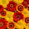 100 SOUTH OF THE BORDER ZINNIA SEED MIX | SALE FREE SHIPPING NON GMO HEIRLOOM