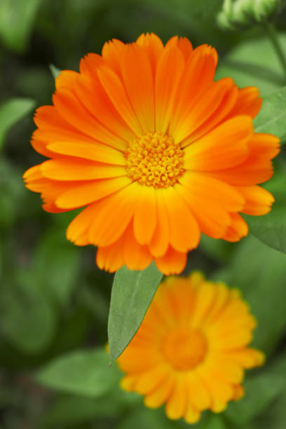 50 FIESTA GITANA CALENDULA SEED MIX | 2026 SALE FREE SHIPPING NON GMO