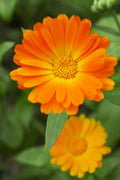 50 FIESTA GITANA CALENDULA SEED MIX | 2026 SALE FREE SHIPPING NON GMO