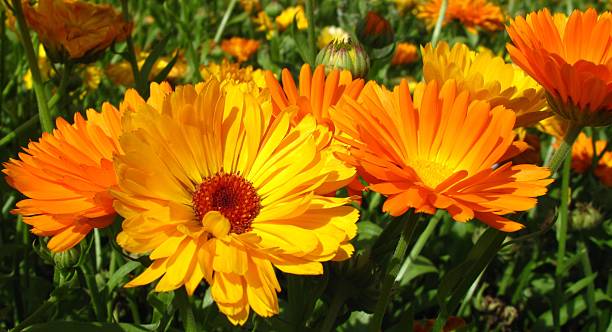 50 FIESTA GITANA CALENDULA SEED MIX | 2026 SALE FREE SHIPPING NON GMO