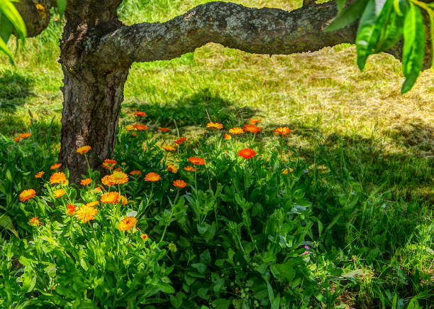 50 FIESTA GITANA CALENDULA SEED MIX | 2026 SALE FREE SHIPPING NON GMO