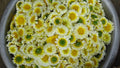 150 GARLAND CROWN DAISY SEEDS | 2026 FREE SHIPPING NON GMO HEIRLOOM