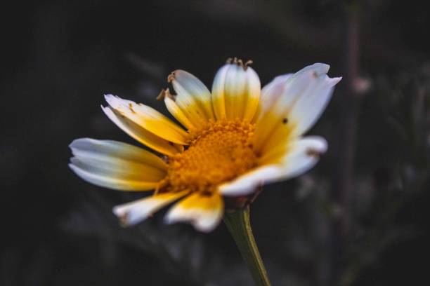 150 GARLAND CROWN DAISY SEEDS | 2026 FREE SHIPPING NON GMO HEIRLOOM