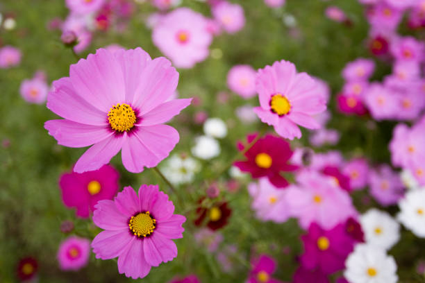200 GLORIA COSMOS SEEDS | 2026 SALE FREE SHIPPING NON GMO