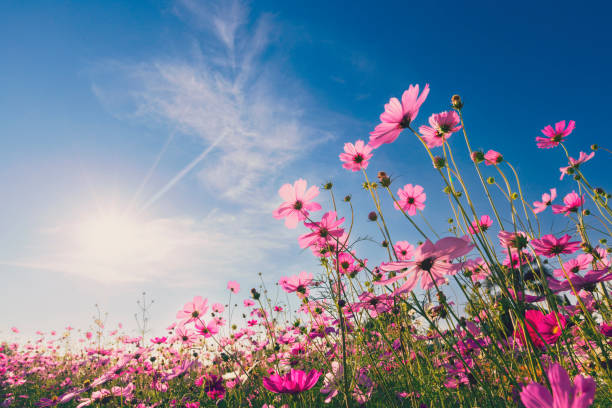 200 GLORIA COSMOS SEEDS | 2026 SALE FREE SHIPPING NON GMO
