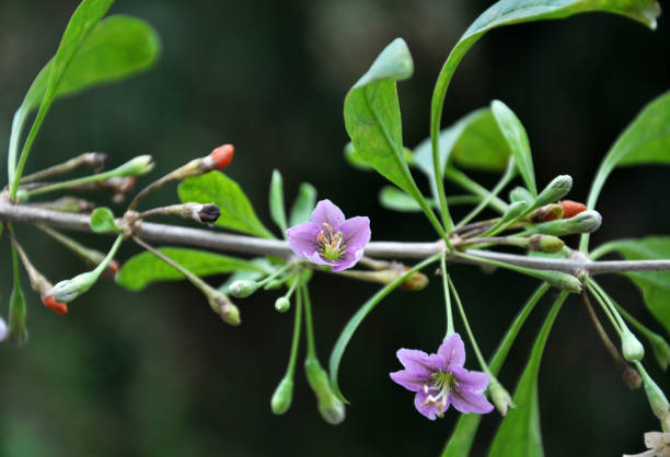 100 GOJI BERRY SEEDS | SALE FREE SHIPPING NON GMO HEIRLOOM