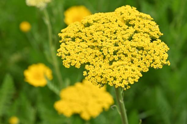500 GOLD YARROW SEEDS | SALE FREE SHIPPING NON GMO HEIRLOOM