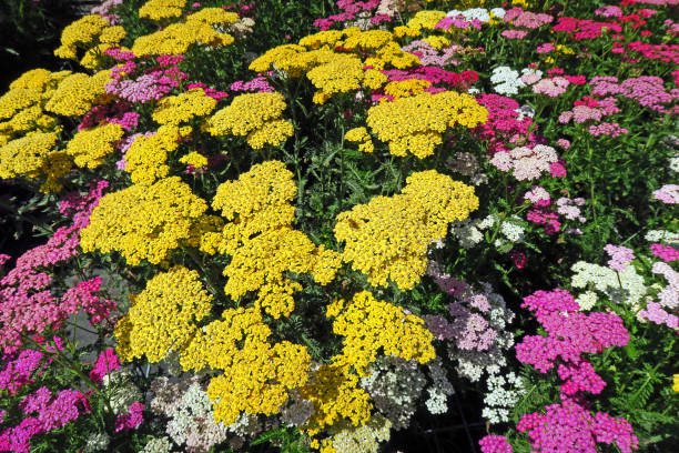 500 GOLD YARROW SEEDS | SALE FREE SHIPPING NON GMO HEIRLOOM