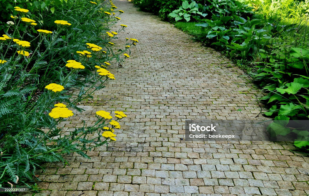 500 GOLD YARROW SEEDS | SALE FREE SHIPPING NON GMO HEIRLOOM