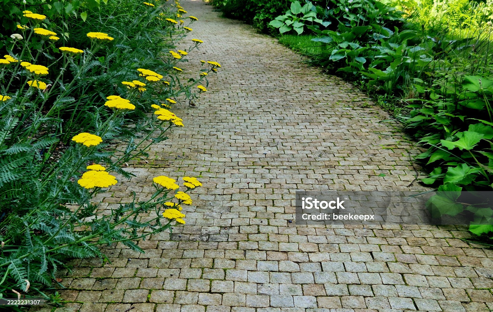 500 GOLD YARROW SEEDS | SALE FREE SHIPPING NON GMO HEIRLOOM