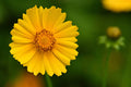 300 GOLDEN WAVE TICKSEED SEEDS | 2026 SALE FREE SHIPPING NON GMO HEIRLOOM