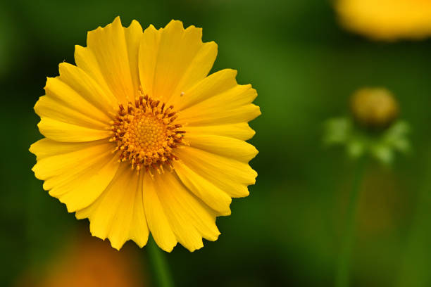 300 GOLDEN WAVE TICKSEED SEEDS | 2026 SALE FREE SHIPPING NON GMO HEIRLOOM