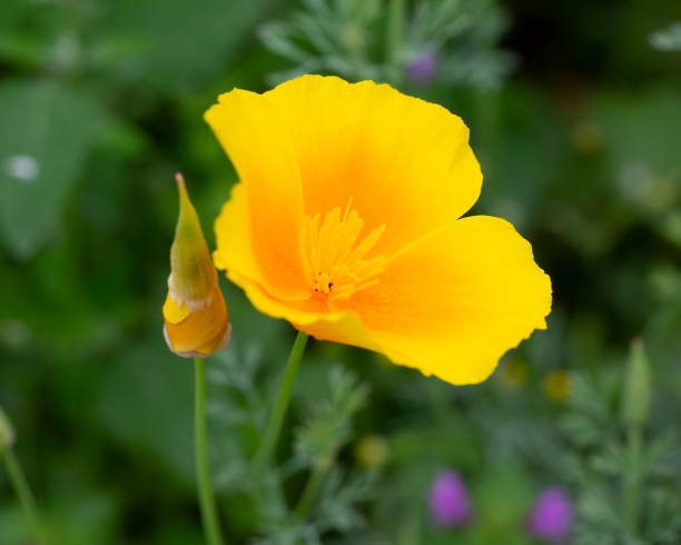 100 GOLDEN WEST YELLOW POPPY SEEDS | 2026 SALE FREE SHIPPING NON GMO HEIRLOOM
