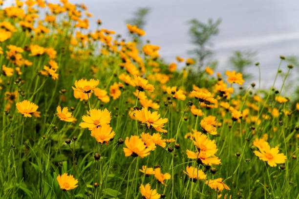 300 GOLDEN WAVE TICKSEED SEEDS | 2026 SALE FREE SHIPPING NON GMO HEIRLOOM