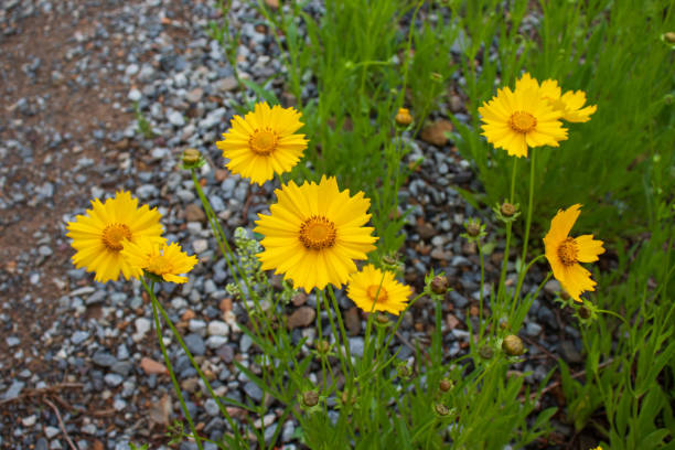 300 GOLDEN WAVE TICKSEED SEEDS | 2026 SALE FREE SHIPPING NON GMO HEIRLOOM