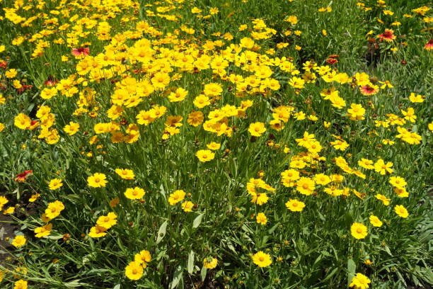 300 GOLDEN WAVE TICKSEED SEEDS | 2026 SALE FREE SHIPPING NON GMO HEIRLOOM