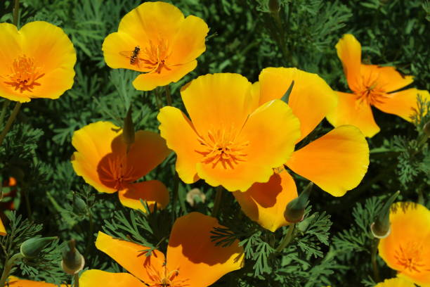 100 GOLDEN WEST YELLOW POPPY SEEDS | 2026 SALE FREE SHIPPING NON GMO HEIRLOOM