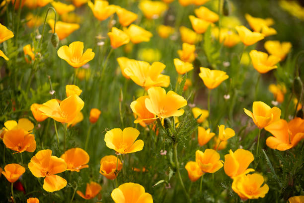 100 GOLDEN WEST YELLOW POPPY SEEDS | 2026 SALE FREE SHIPPING NON GMO HEIRLOOM