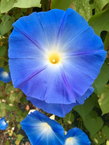50 HEAVENLY BLUE MORNING GLORY SEEDS | SALE FREE SHIPPING NON GMO