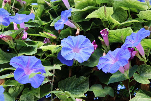 50 HEAVENLY BLUE MORNING GLORY SEEDS | SALE FREE SHIPPING NON GMO