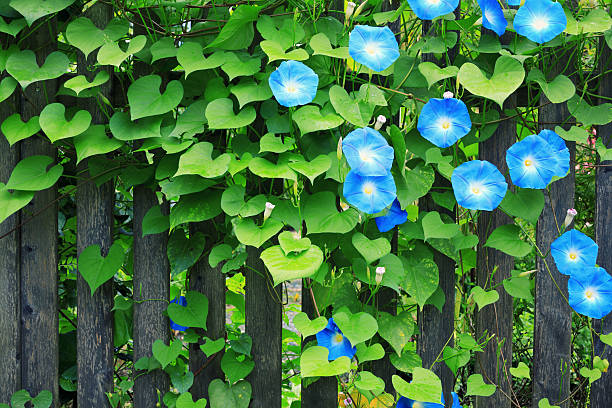 50 HEAVENLY BLUE MORNING GLORY SEEDS | SALE FREE SHIPPING NON GMO